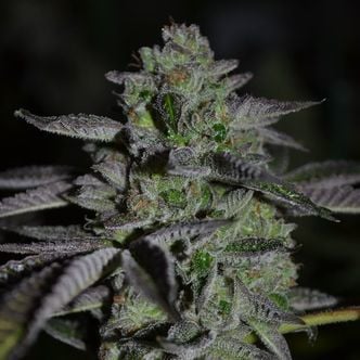 Chempie (Ripper Seeds) femminizzata