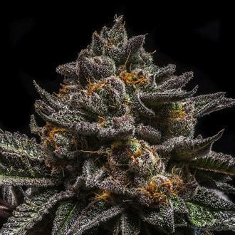 Brain Cake (Ripper Seeds) femminizzata