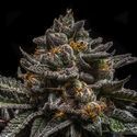 Brain Cake (Ripper Seeds) femminizzata