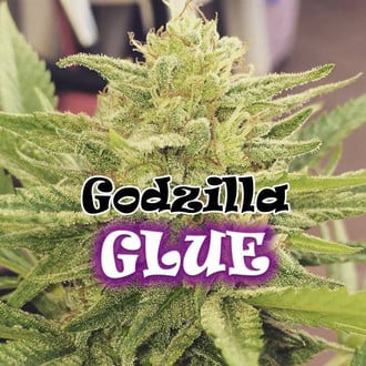 Godzilla Glue (Dr. Underground) femminizzata