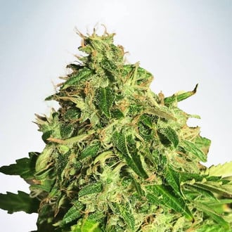 Auto Cannabis Light (Ministry of Cannabis) femminizzata