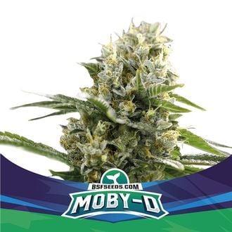 Moby-D XXL Auto (BSF Seeds) femminizzata