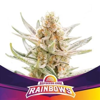 Rainbows (BSF Seeds) femminizzata