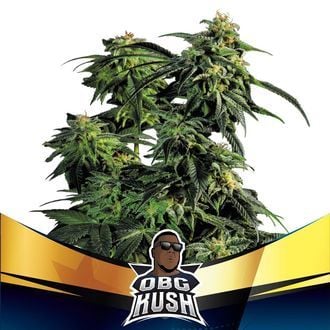 OBG Kush (BSF Seeds) femminizzata