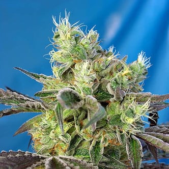 Do-Sweet-Dos (Sweet Seeds) feminized