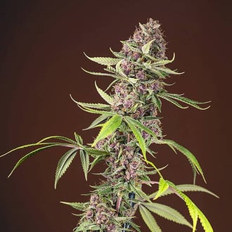 Red Mandarine F1 Fast Version (Sweet Seeds) femminizzata