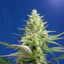 Sweet Pure Auto CBD (Sweet Seeds) femminizzata