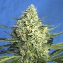 Jack 47 XL Auto (Sweet Seeds) femminizzata