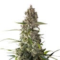 Prima Holandica (Super Sativa Seed Club) regolare