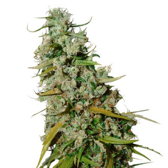 Kees’ Old School Haze (Super Sativa Seed Club) regolare