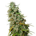 Kees’ Old School Haze (Super Sativa Seed Club) regolare