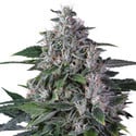 Karel's Haze (Super Sativa Seed Club) regolare