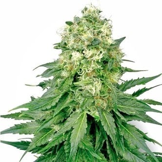 White Widow (White Label) femminizzato