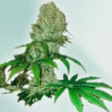 Cure CBD (VIP Seeds) femminizzata