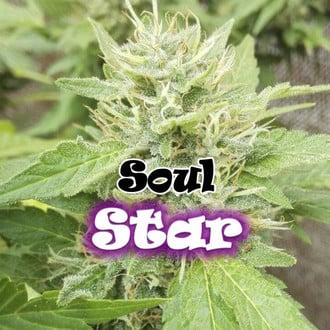 Soul Star (Dr. Underground) femminizzata