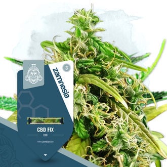 CBD Fix (Zamnesia Seeds) Femminizzata