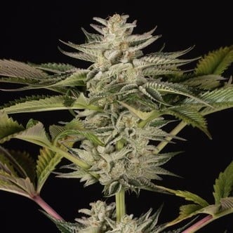 Ocean Grown Cookies (Dinafem) feminized