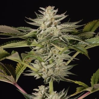 Ocean Grown Cookies (Dinafem) femminizzata