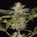 Ocean Grown Cookies (Dinafem) femminizzata