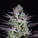 Blueberry Cookies (Dinafem) femminizzata