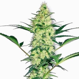 White Diesel (White Label) femminizzato