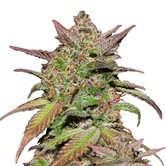 Smoothie Auto (FastBuds) femminizzata