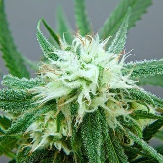 Blue Dream (Artizen) femminizzata