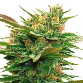 Nicole x OG (Vision Seeds) feminized