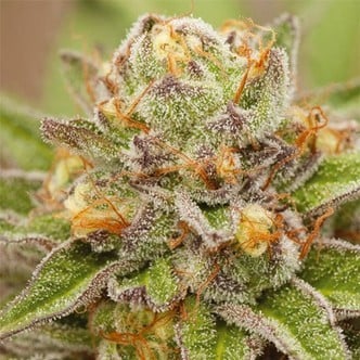 Pure Gelato (Vision Seeds) feminized