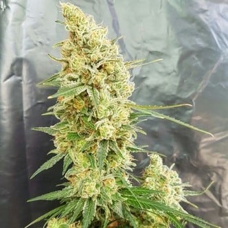 Gorilla Banana (Expert Seeds) feminized