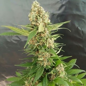 Gorilla Ice Cream (Expert Seeds) femminizzata