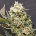 ZkittleZ Glue (Expert Seeds) femminizzata