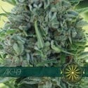 AK-49 (Vision Seeds) femminizzato