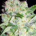 AK-49 (Vision Seeds) femminizzato