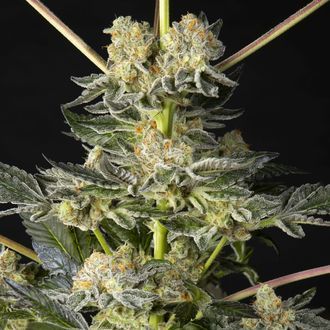 Key Lime Pie x Do-Si-Dos (Philosopher Seeds) femminizzata