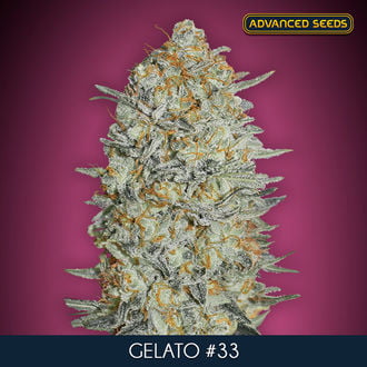 Gelato 33 (Advanced Seeds) femminizzata