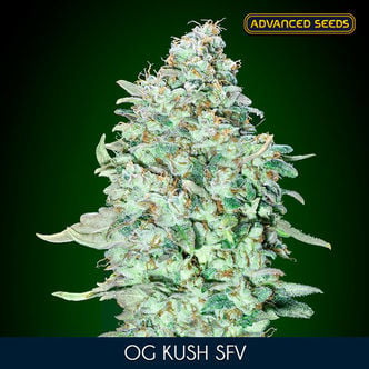 OG Kush SFV (Advanced Seeds) femminizzata