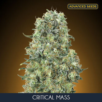 Critical Mass (Advanced Seeds) femminizzata