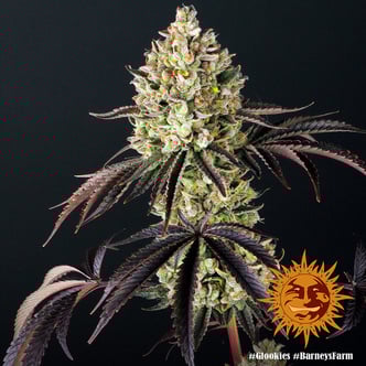Glookies (Barney's Farm) femminizzata