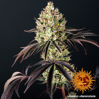 Glookies (Barney's Farm) femminizzata