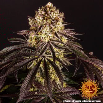 Purple Punch (Barney's Farm) femminizzata