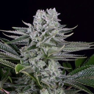 Gorilla CBD (Dinafem) Femminizzata