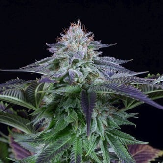 Dinamed Kush CBD Auto (Dinafem) Femminizzata