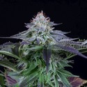 Dinamed Kush CBD Autoflowering (Dinafem) femminizzata