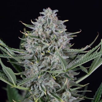 Cookies Auto (Dinafem) Femminizzata