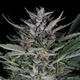 Gorilla Auto (Dinafem) Femminizzata