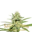 Enemy's Dream (Super Strains) femminizzata