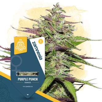 Purple Punch (Zamnesia Seeds) femminizzata