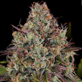 Purple Punch (Zamnesia Seeds) femminizzata