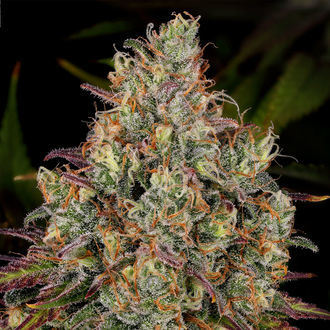 Purple Punch (Zamnesia Seeds) femminizzata